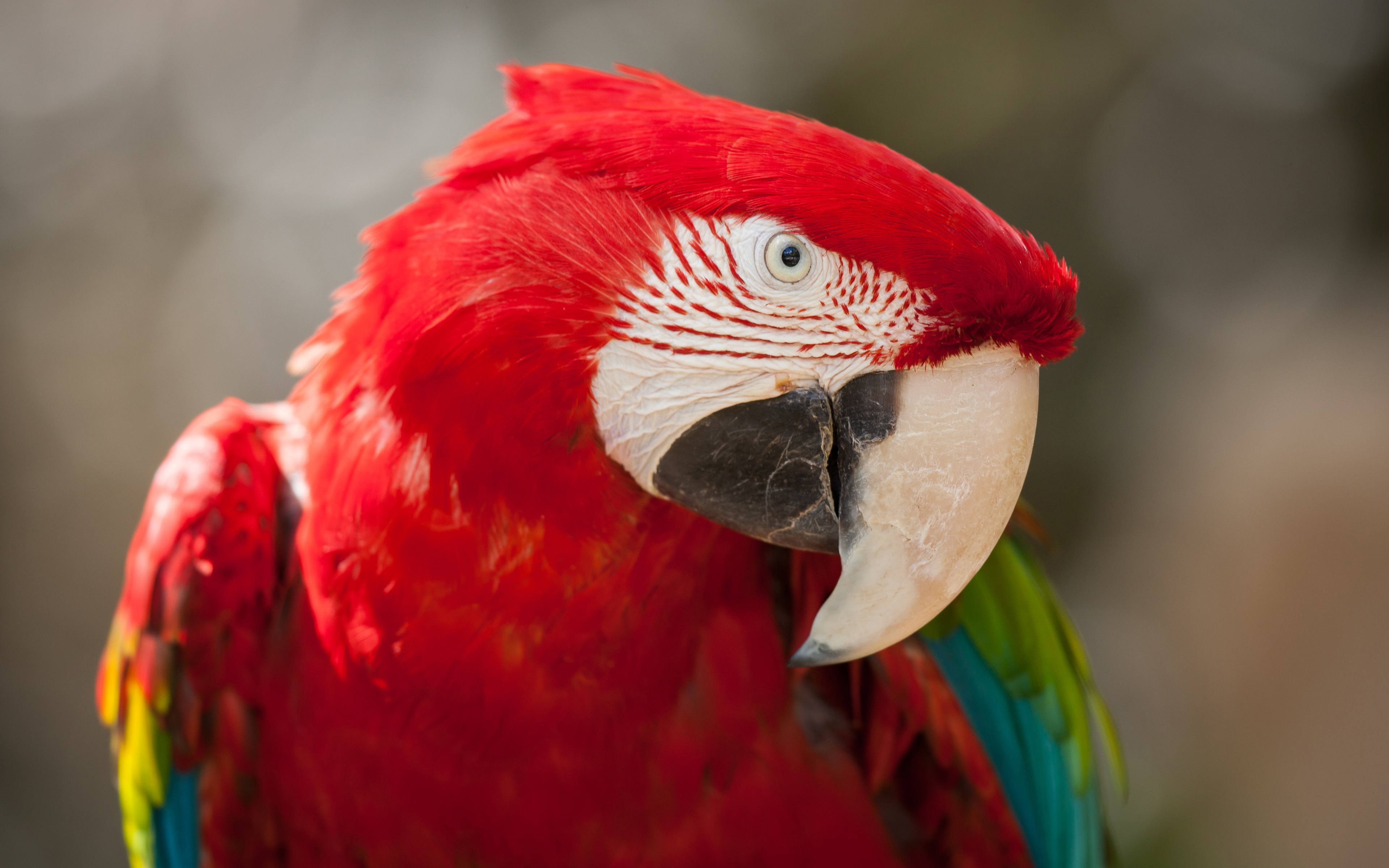 Red Green Macaw 4K317942893